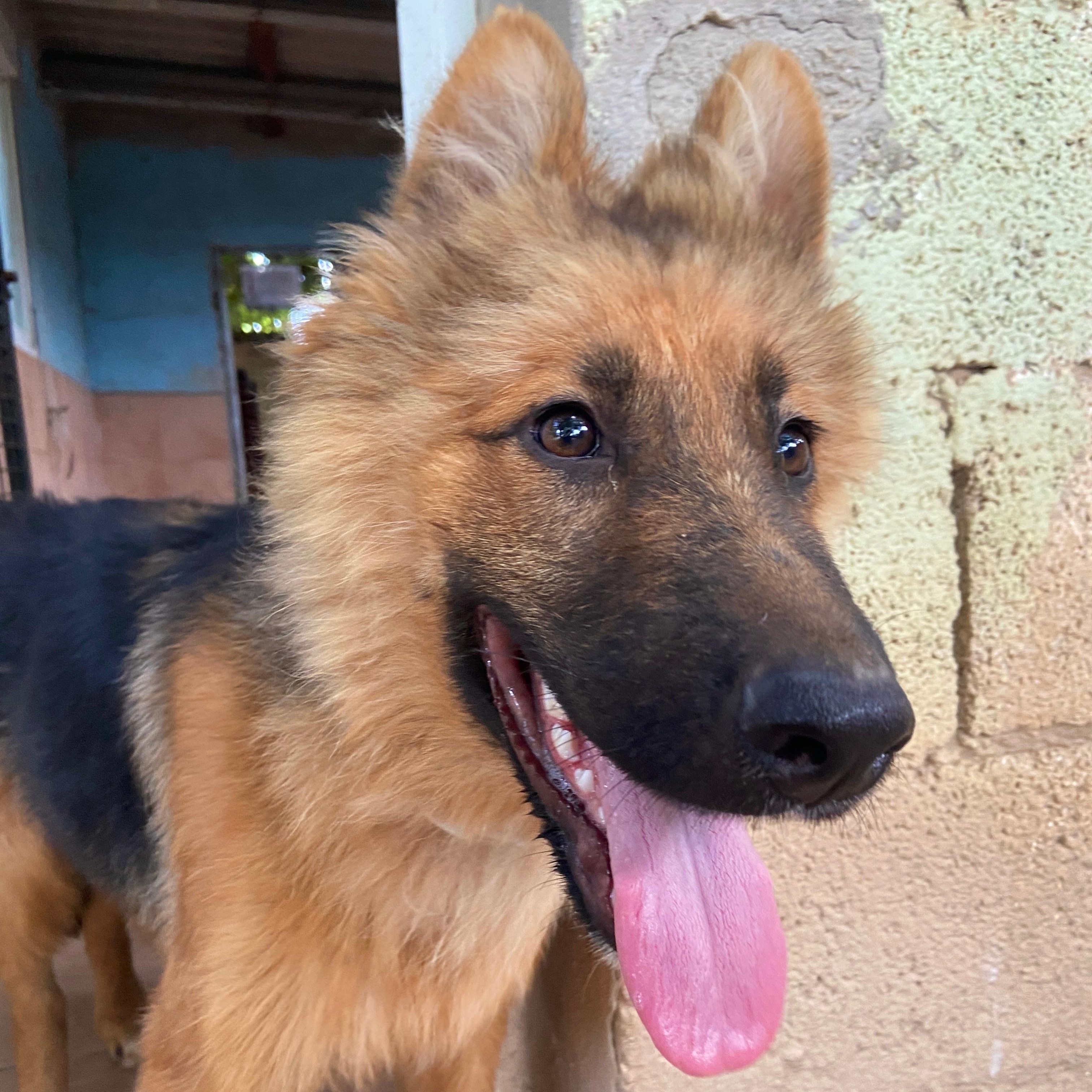 Simba Ribercan