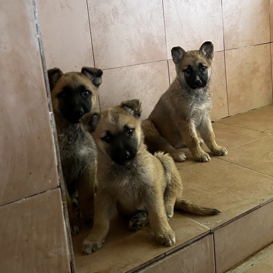 Cachorras ribercan