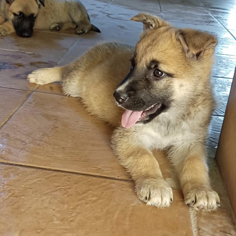Cachorras