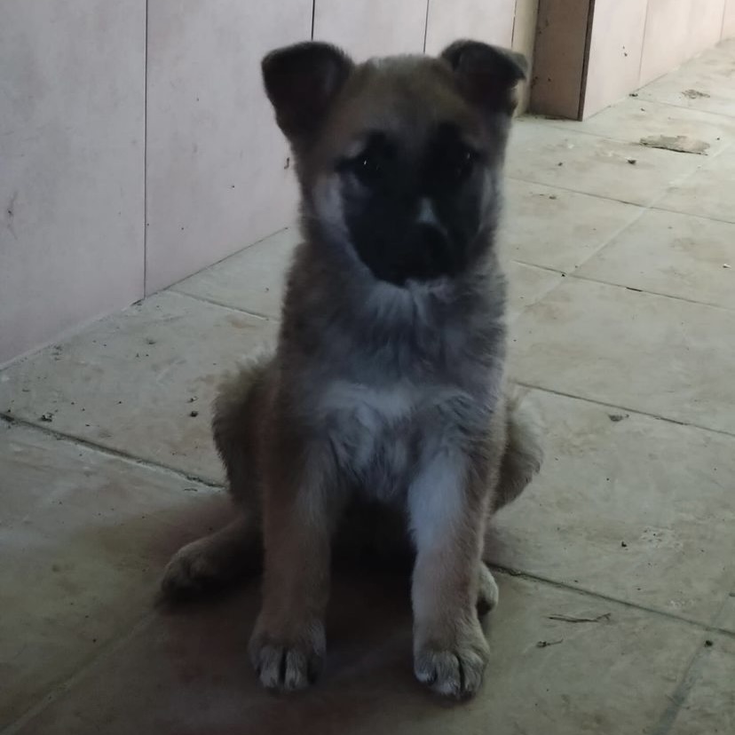Baela
