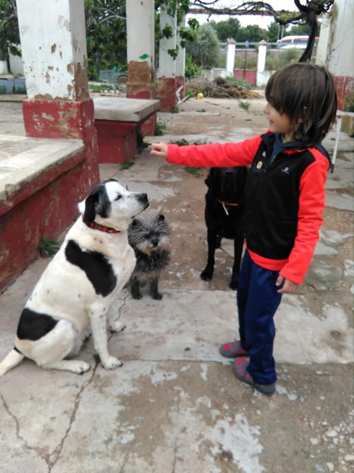 perro y niño