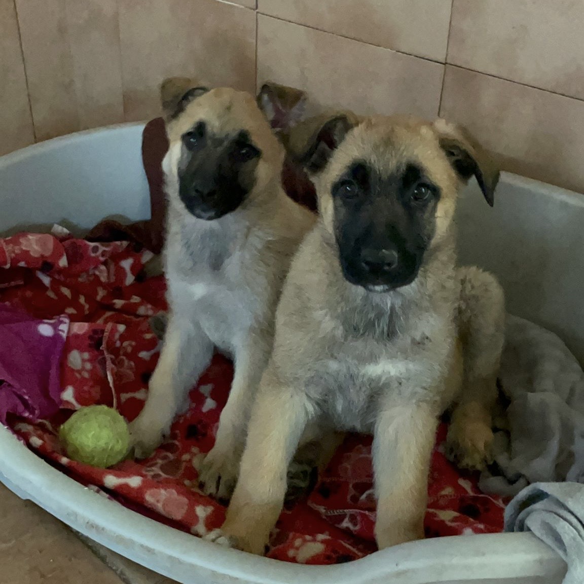 Cachorras