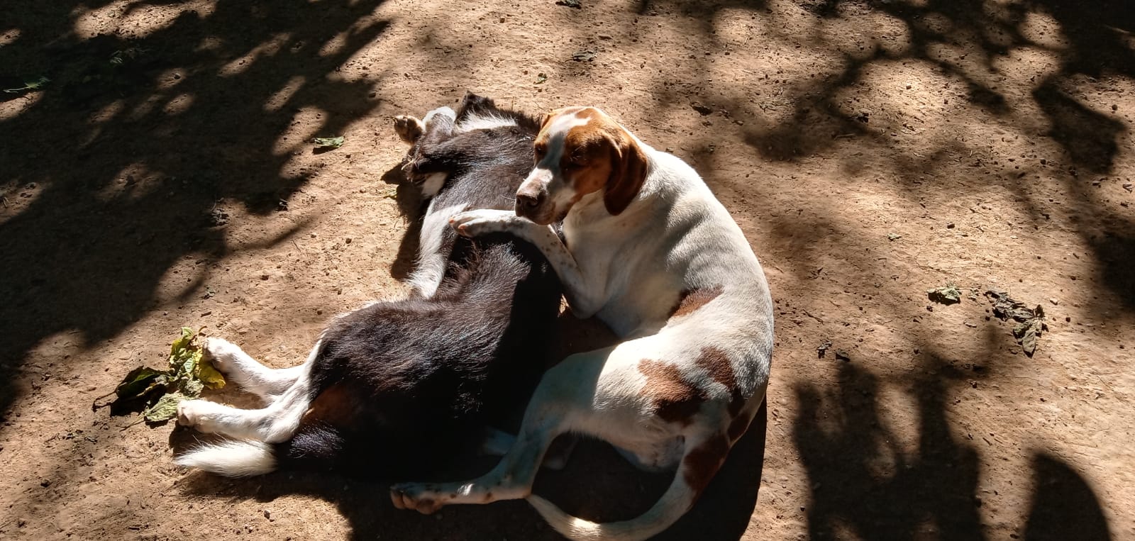 Vilma y Tina Ribercan