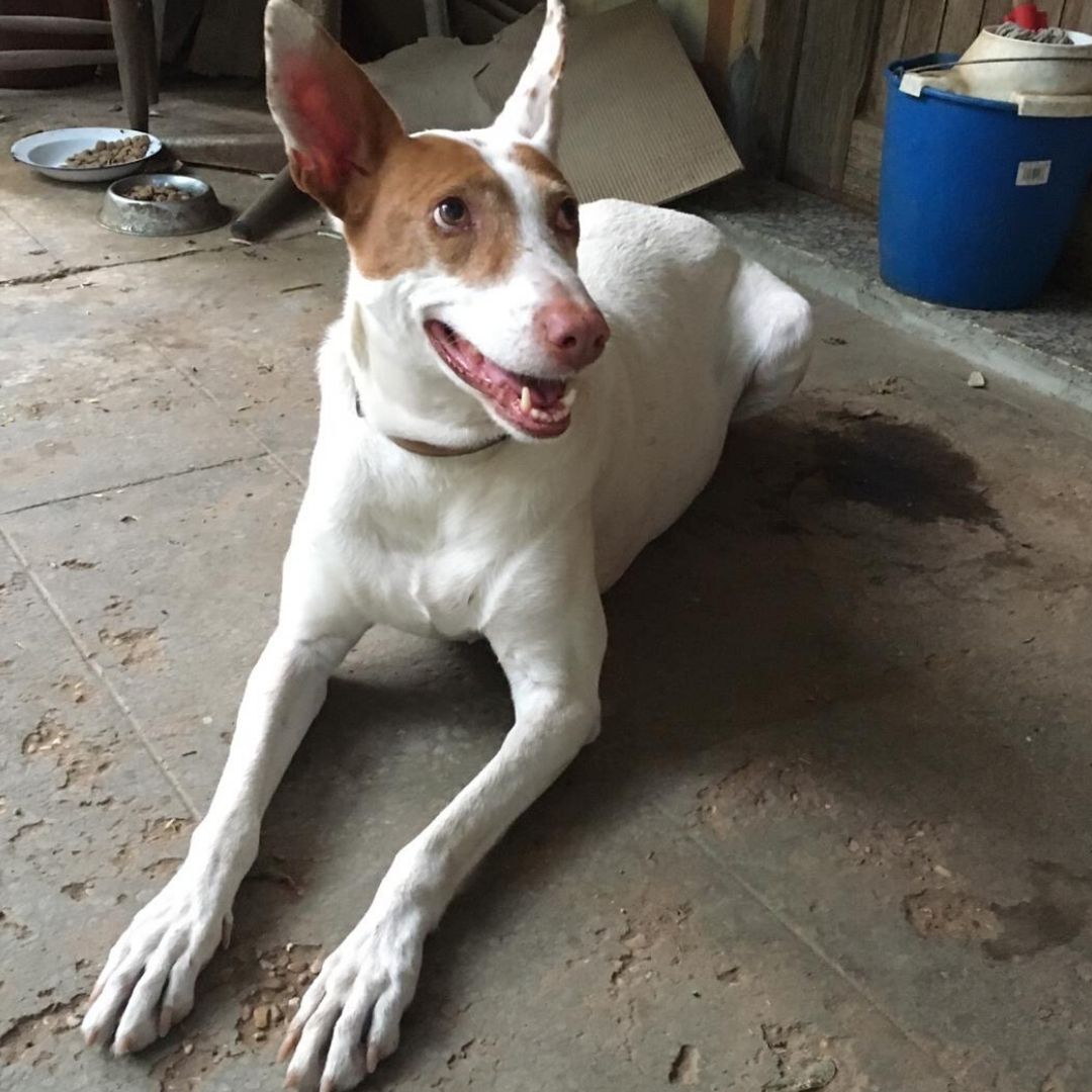 Koba