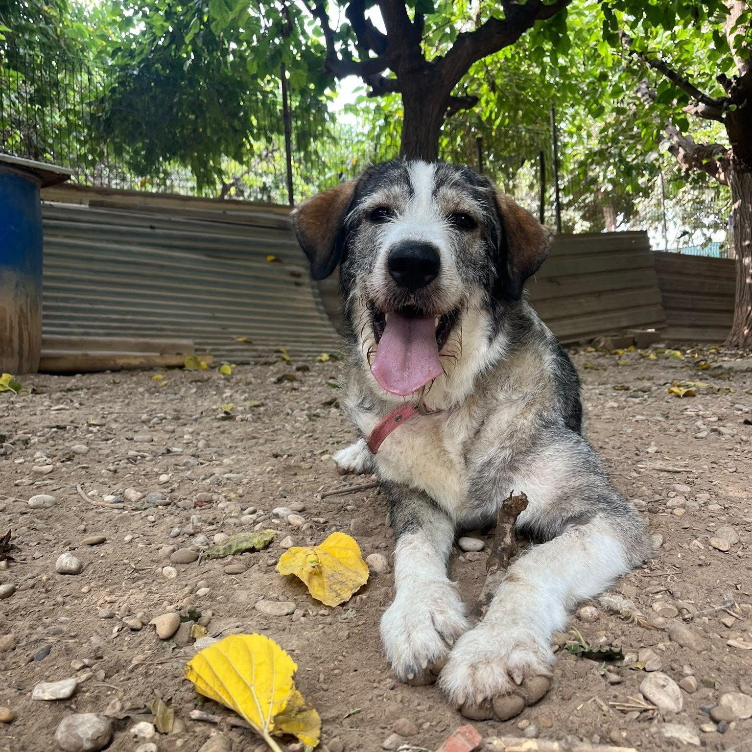 Dora