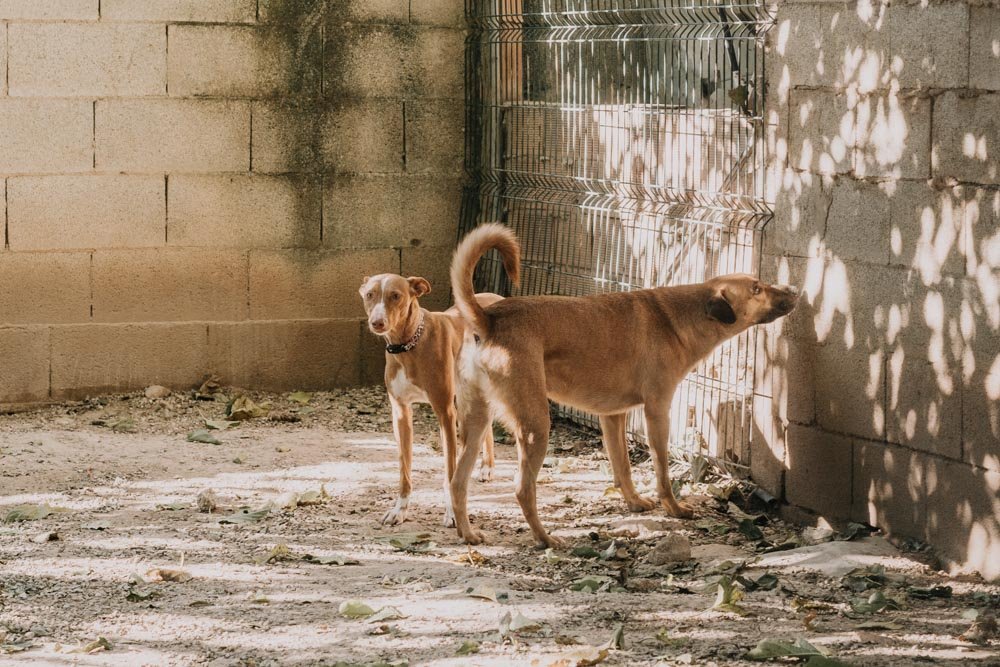 Galería Milú