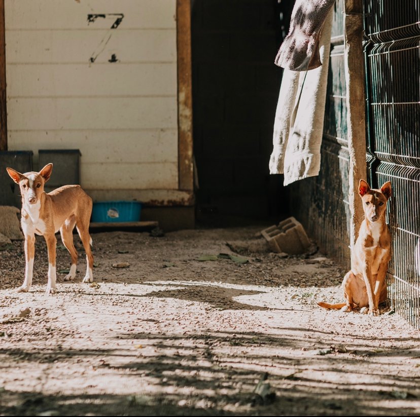 Galería Anubis