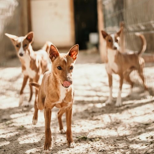 Galería Anubis