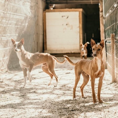Galería Anubis