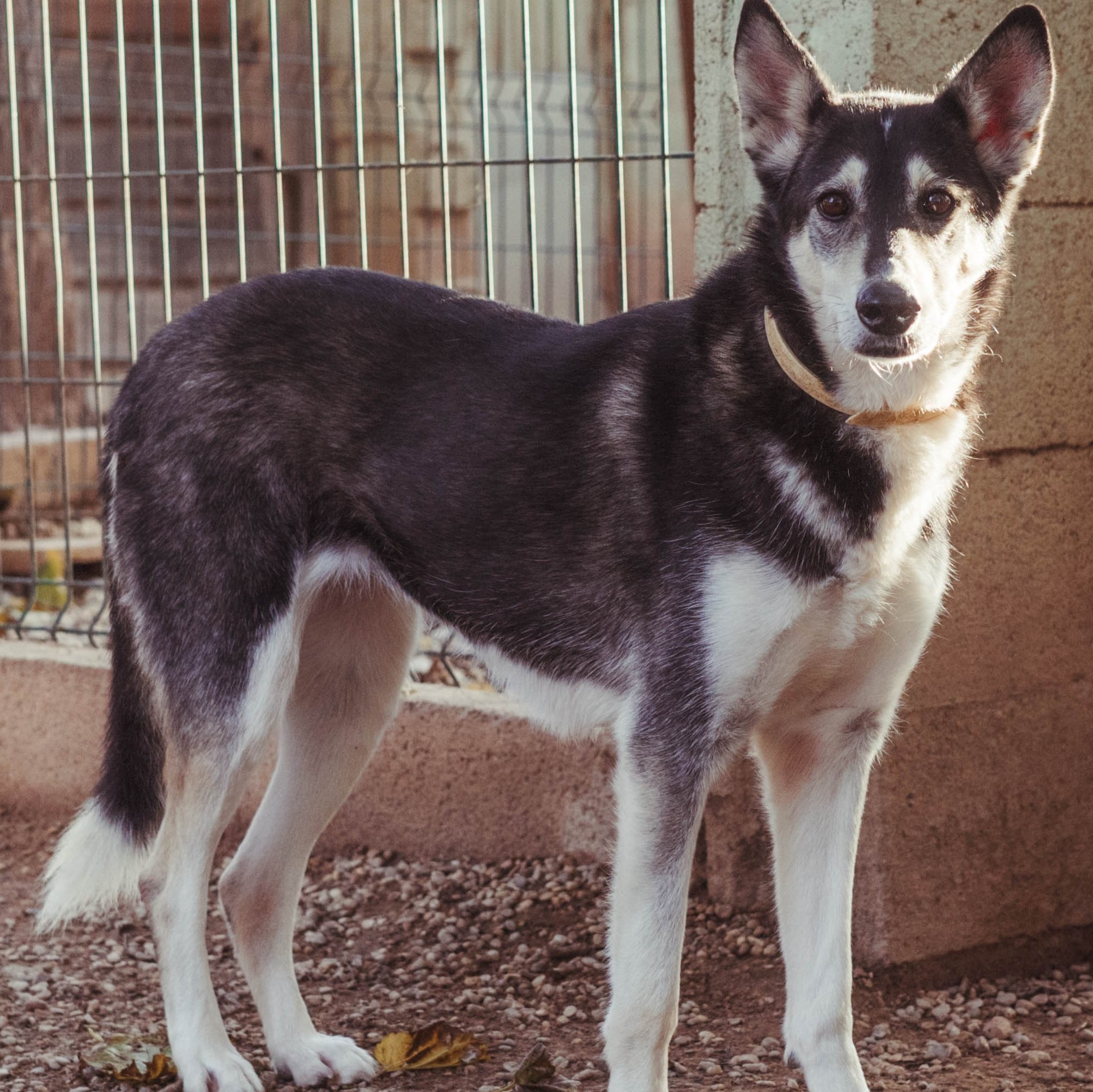 adopta, kairi,